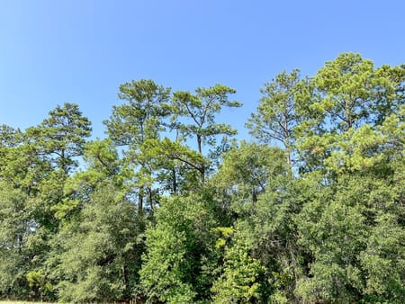 Dayton, TX 77535 Liberty County