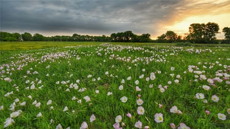 Whitewright, TX 75491 Fannin County