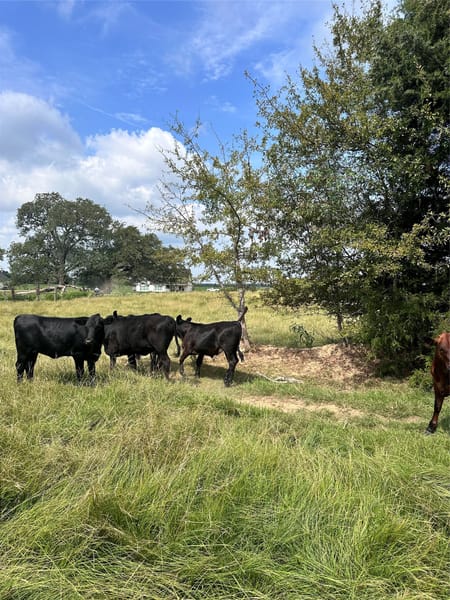 Mabank, TX 75147 Van Zandt County