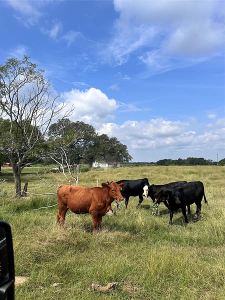 Mabank, TX 75147 Van Zandt County