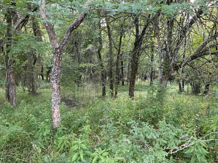 Honey Grove, TX 75446 Fannin County