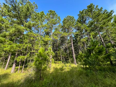 Huntsville, TX 77320 Walker County