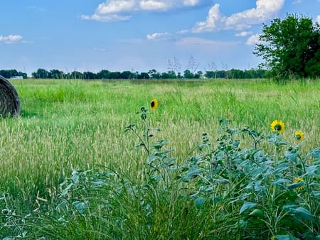 Bailey, TX 75413 Fannin County