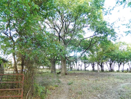 Bonham, TX 75418 Fannin County
