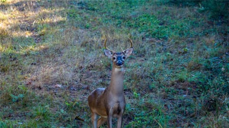 Oakwood, TX 75855 Leon County