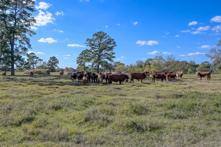 Montgomery, TX 77316 Montgomery County