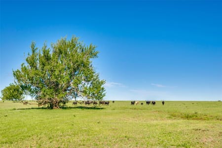 Pilot Point, TX 76258 Grayson County