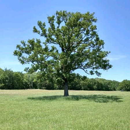 Como, TX 75431 Hopkins County