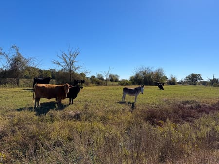 Huntsville, TX 77320 Walker County