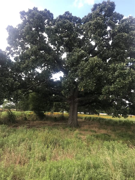 Wills Point, TX 75169 Van Zandt County