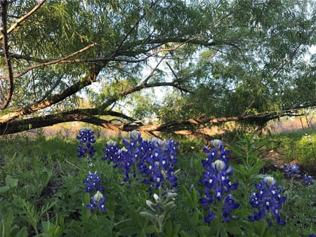 Buda, TX 78610 Hays County
