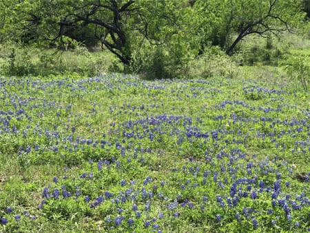 Buda, TX 78610 Hays County