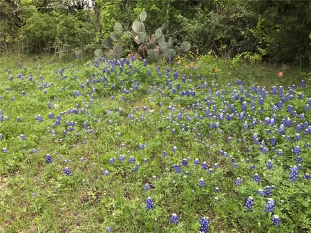 Buda, TX 78610 Hays County