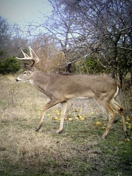 Bailey, TX 75413 Fannin County