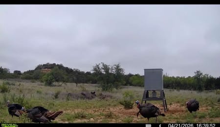 Wingate, TX 79566 Taylor County