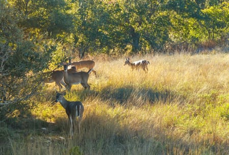 Dripping Springs, TX 78620 Hays County