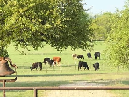 Walnut Springs, TX 76690 Bosque County