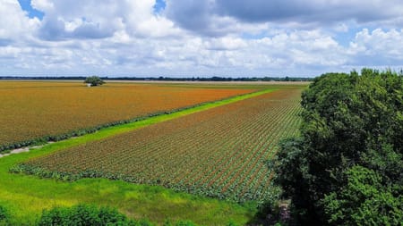 Rosenberg, TX 77471 Fort Bend County