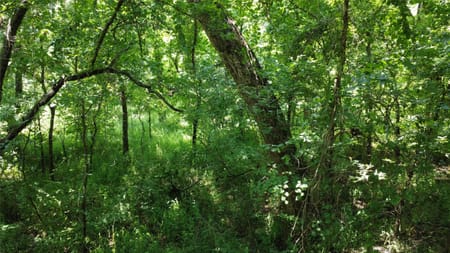 Whitesboro, TX 76264 Grayson County