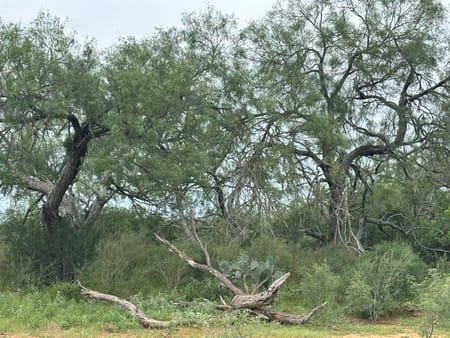Moore, TX 78016 Medina County