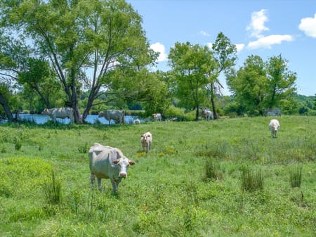 Edgewood, TX 75117 Van Zandt County