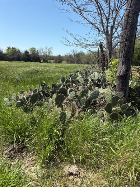 Sulphur Springs, TX 75482 Hopkins County
