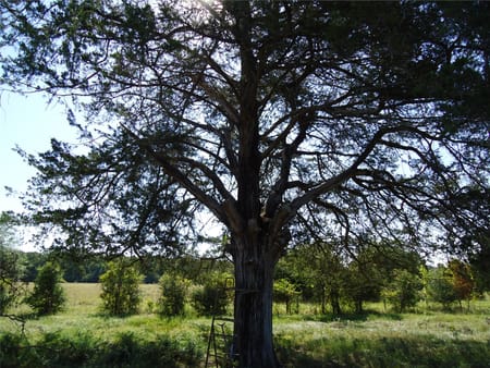 Groveton, TX 75845 Trinity County