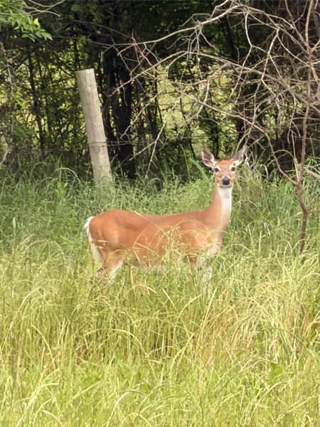 Athens, TX 75752 Henderson County