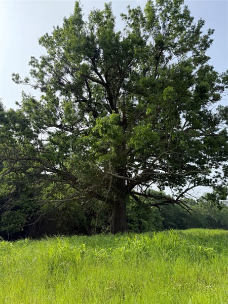 Cumby, TX 75453 Hopkins County