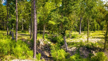 Groveton, TX 75845 Trinity County
