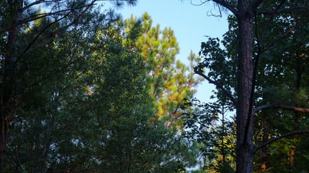 Tyler, TX 75708 Smith County