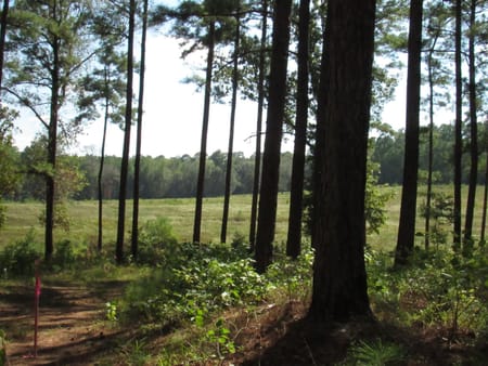 Woodville, TX 75979 Tyler County