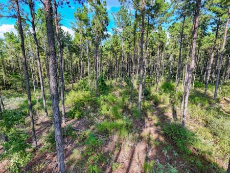 Woodville, TX 75979 Tyler County