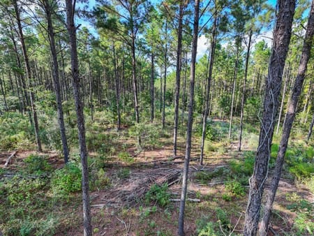 Woodville, TX 75979 Tyler County