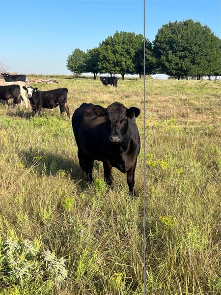 Sadler, TX 76264 Grayson County