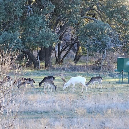 Cross Cut, TX 76801 Brown County