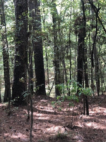 Point Blank, TX 77364 San Jacinto County