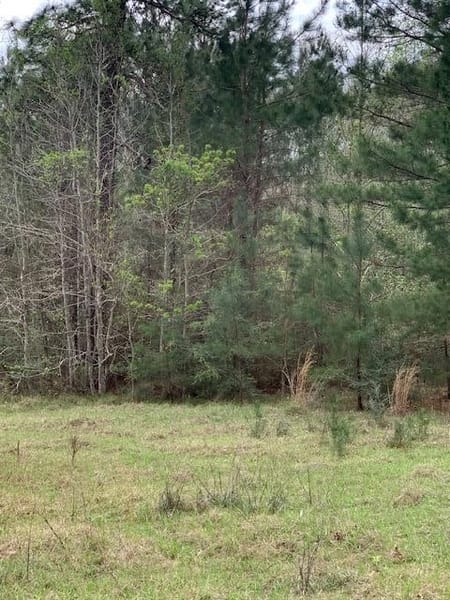 Kirbyville, TX 75956 Jasper County