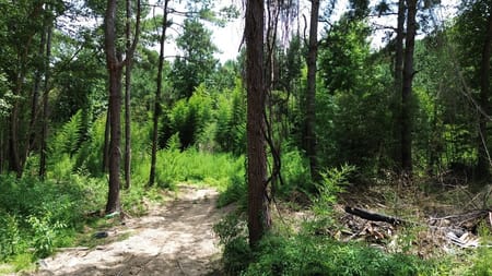 Kirbyville, TX 75928 Newton County