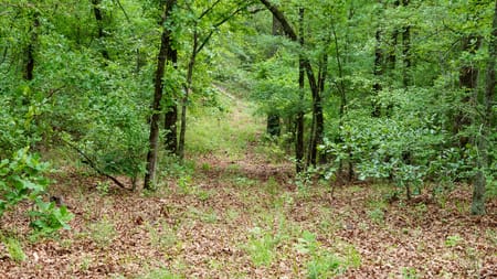 Ben Wheeler, TX 75754 Van Zandt County