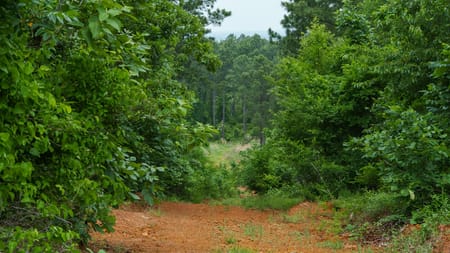 Ben Wheeler, TX 75754 Van Zandt County