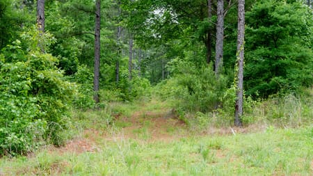 Ben Wheeler, TX 75754 Van Zandt County