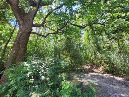 Kirbyville, TX 75956 Jasper County