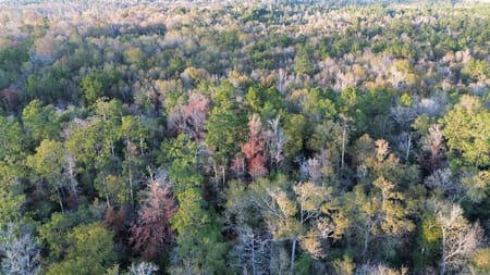 Kirbyville, TX 75956 Newton County