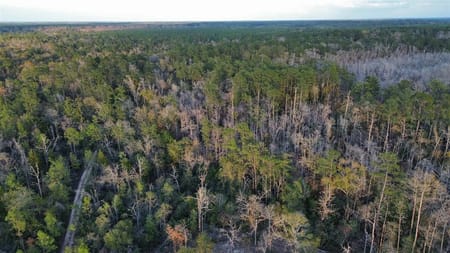 Kirbyville, TX 75956 Newton County