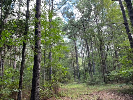Woodville, TX 75979 Tyler County