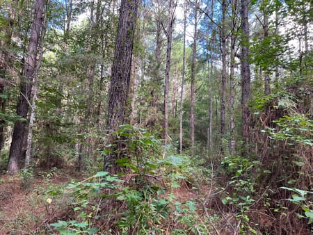 Woodville, TX 75979 Tyler County