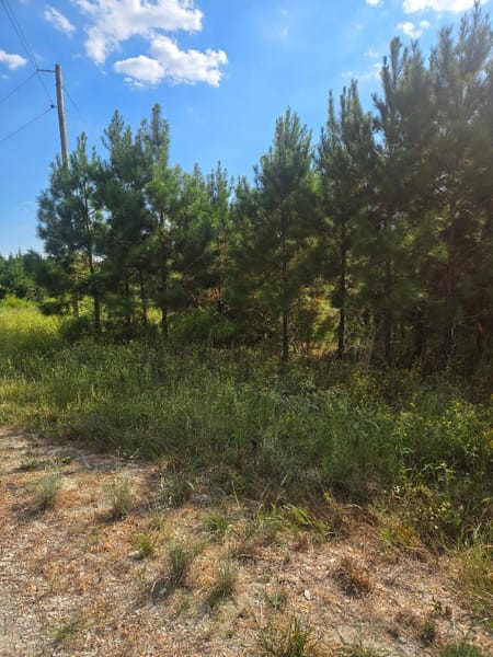 Lovelady, TX 75851 Houston County