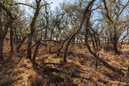 Post, TX 79356 Garza County