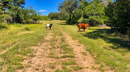 Hallettsville, TX 77964 Lavaca County